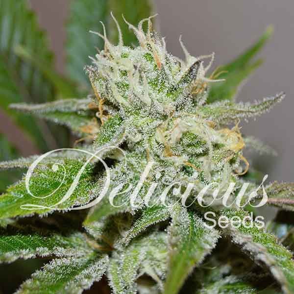 Dope Breeders - DELICIOUS SEEDS Original Juan Herer Image