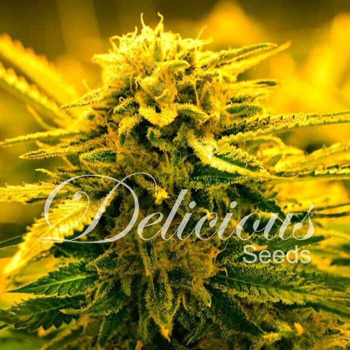 Dope Breeders - DELICIOUS SEEDS Sugar Black Rose Auto Image