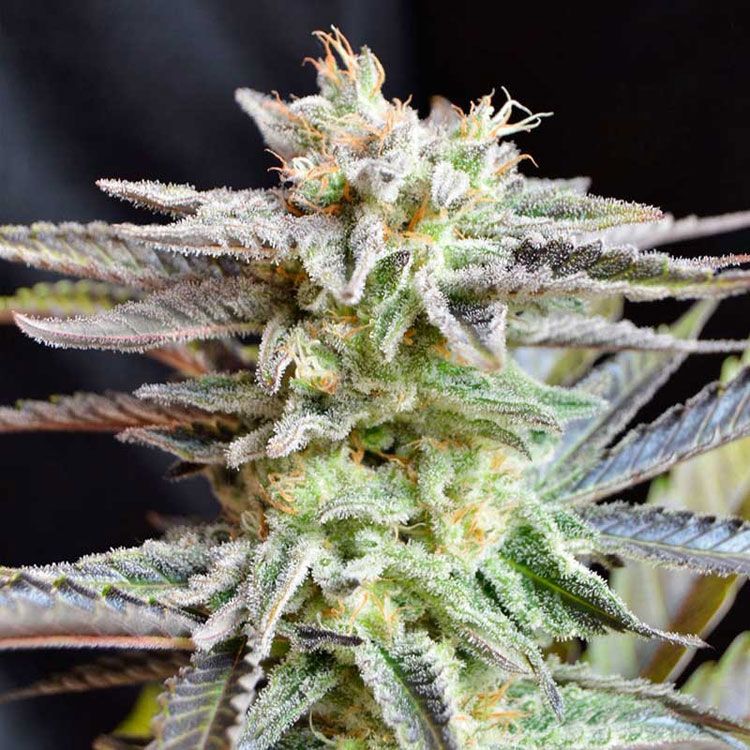 Dope Breeders - DELICIOUS SEEDS Sugar Black Rose Image