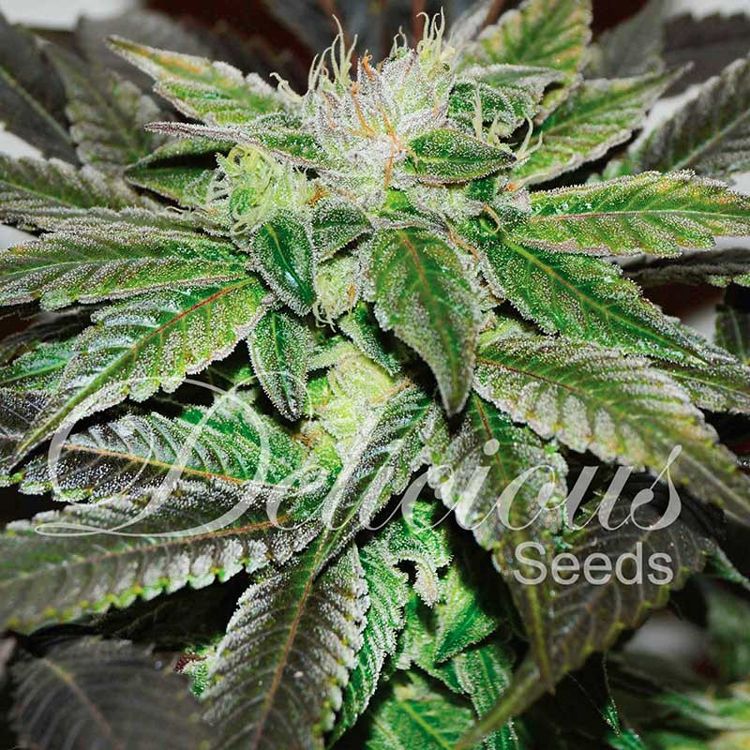 Dope Breeders - DELICIOUS SEEDS Sugar Candy Image