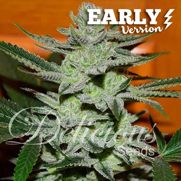 Dope Breeders - DELICIOUS SEEDS Unknown Kush Early Version Image