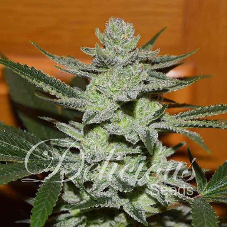 Dope Breeders - DELICIOUS SEEDS Unknown Kush (aka Desconocida Kush) Image