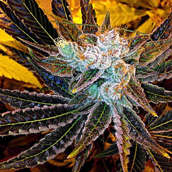 Dope Breeders - DELTA 9 LABS Magnum Platinum Haze Image