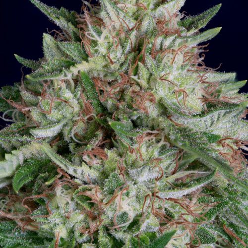 Dope Breeders - DON AVALANCHE SEEDS Don AK Auto Image