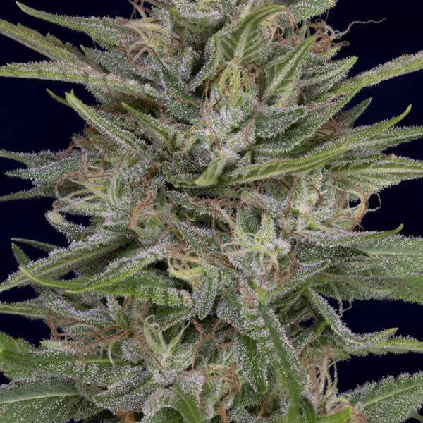 Dope Breeders - DON AVALANCHE SEEDS Don AK Image