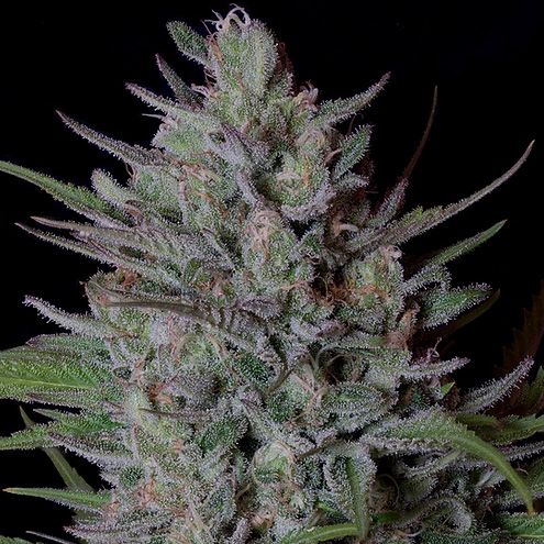 Dope Breeders - DON AVALANCHE SEEDS Don Biscotti Image