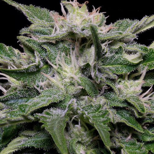 Dope Breeders - DON AVALANCHE SEEDS Don Blueberry Auto Image