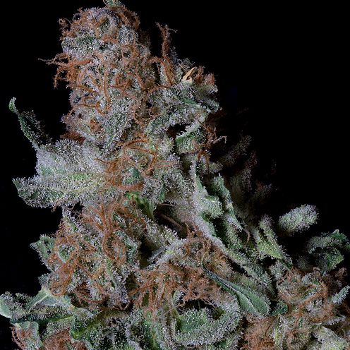 Dope Breeders - DON AVALANCHE SEEDS Don Blueberry Cookies Image