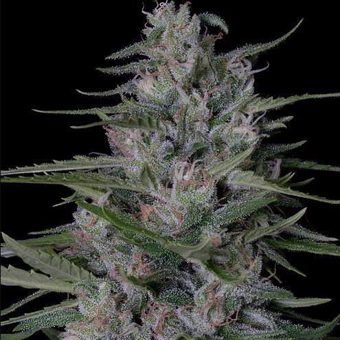 Dope Breeders - DON AVALANCHE SEEDS Don Bruce Banner Image