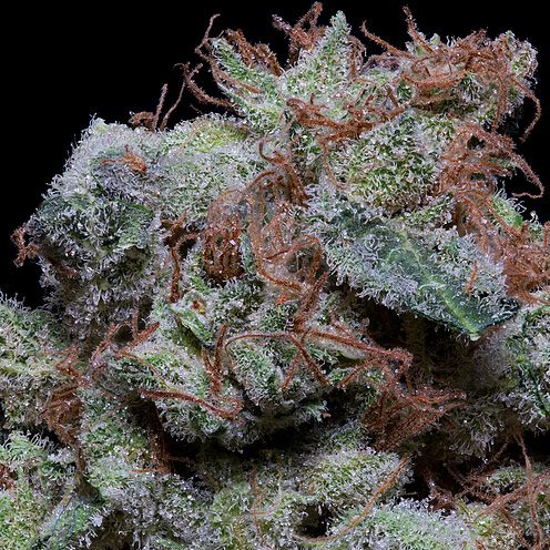 Dope Breeders - DON AVALANCHE SEEDS Don Cherrypie Image