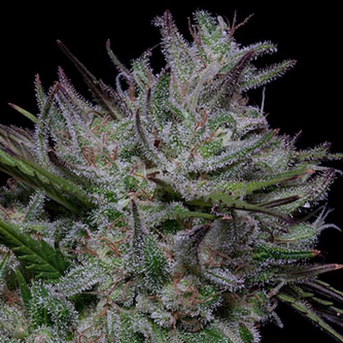 Dope Breeders - DON AVALANCHE SEEDS Don Do Si Cookies Image