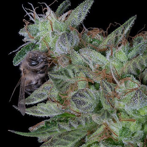 Dope Breeders - DON AVALANCHE SEEDS Don Do Si Dos Image