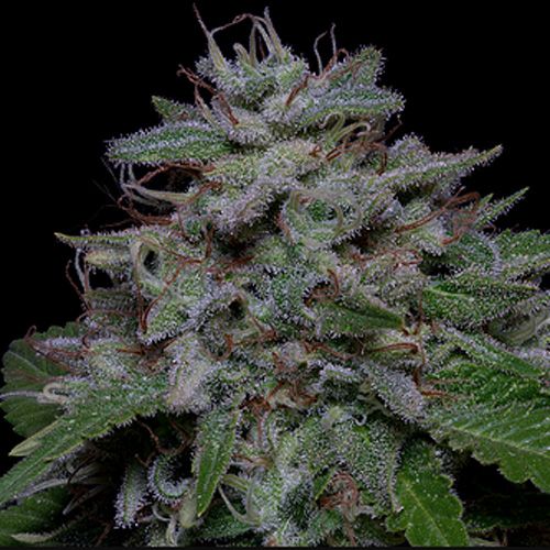 Dope Breeders - DON AVALANCHE SEEDS Don Do Si Glue Image