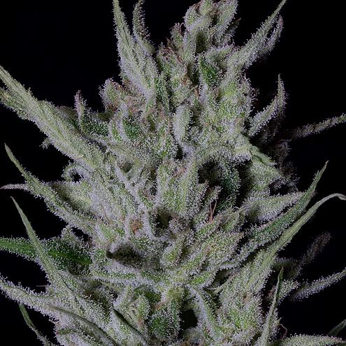 Dope Breeders - DON AVALANCHE SEEDS Don Do-Si-Punch (a.k.a. Slurricane) Image