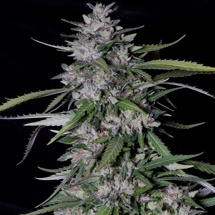 Dope Breeders - DON AVALANCHE SEEDS Don Forbidden Fruit Image