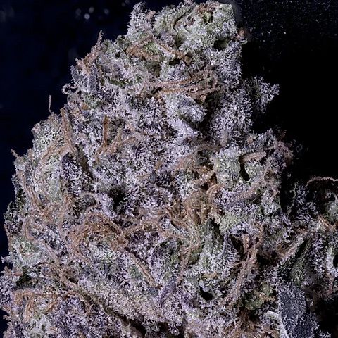 Dope Breeders - DON AVALANCHE SEEDS Don Gelato Image