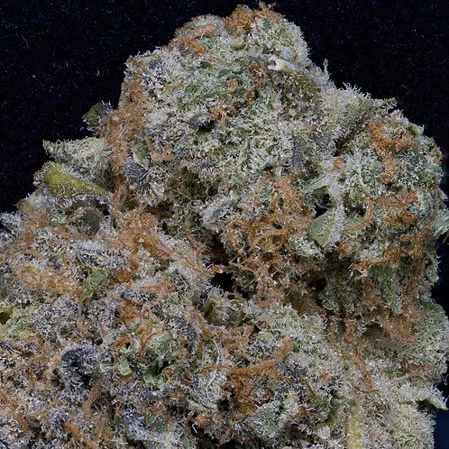 Dope Breeders - DON AVALANCHE SEEDS Don Girl Scout Cookies Image