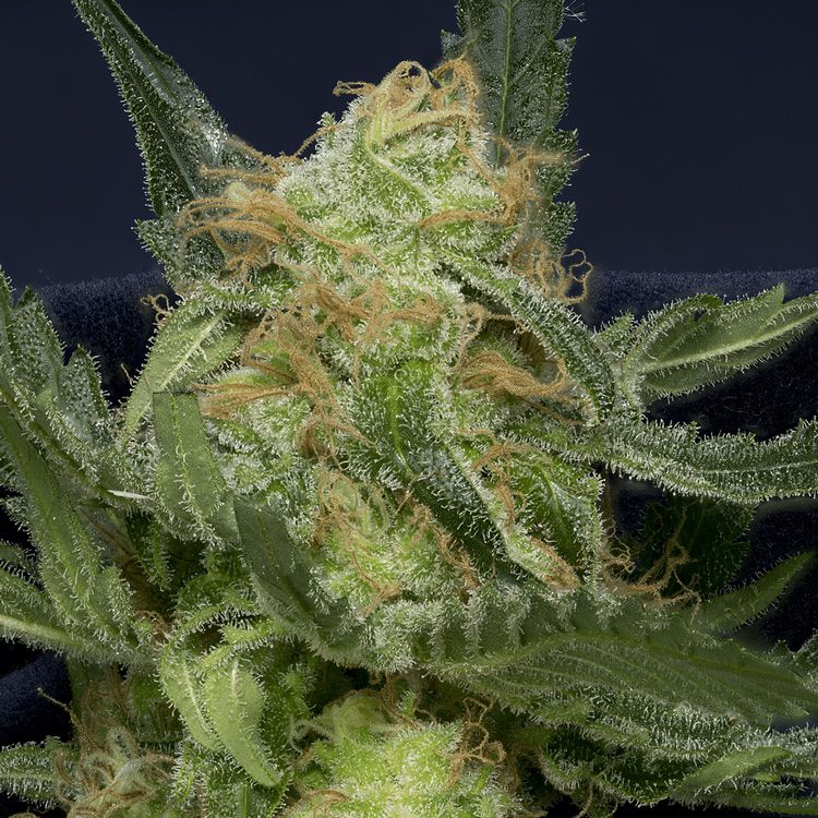 Dope Breeders - DON AVALANCHE SEEDS Don Gorilla Glue Auto Image