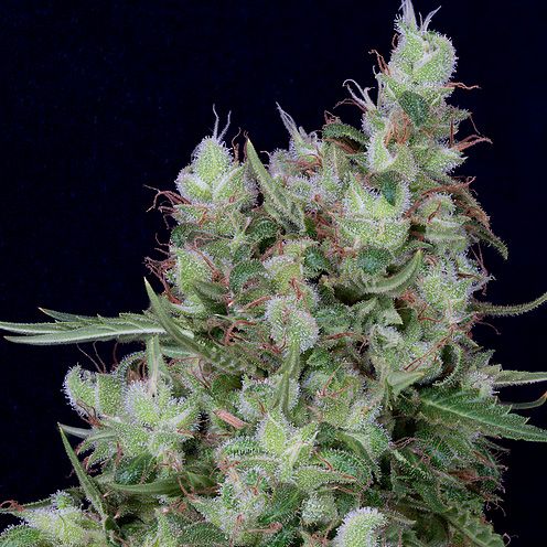 Dope Breeders - DON AVALANCHE SEEDS Don Grateful Chemdawg Image