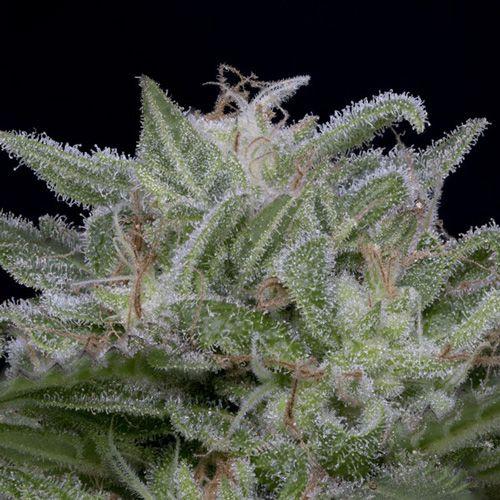 Dope Breeders - DON AVALANCHE SEEDS Don Lemon Glue Image