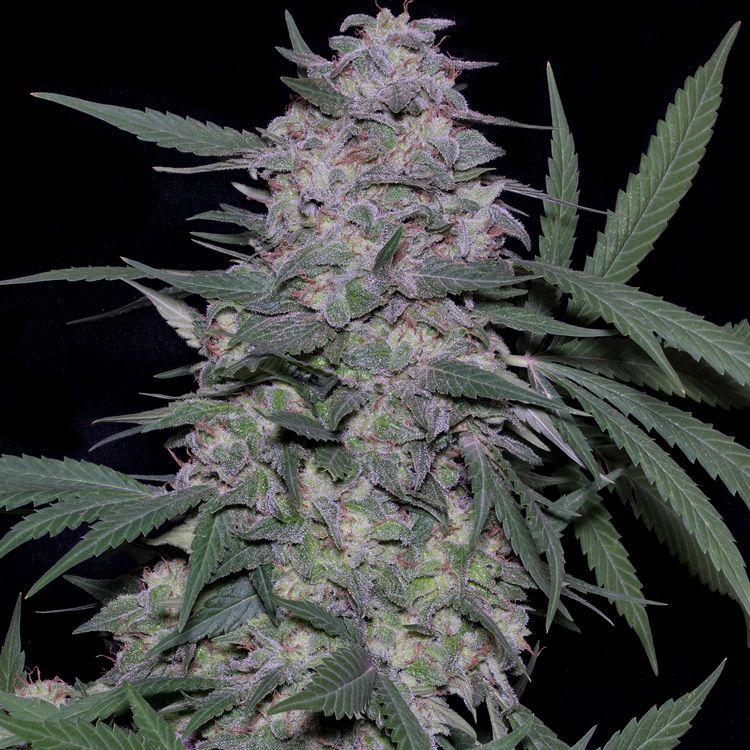 Dope Breeders - DON AVALANCHE SEEDS Don MAC Image