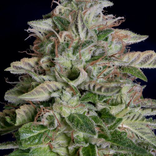 Dope Breeders - DON AVALANCHE SEEDS Don Megalodon Image