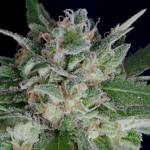 Dope Breeders - DON AVALANCHE SEEDS Don OG Kush Auto Image