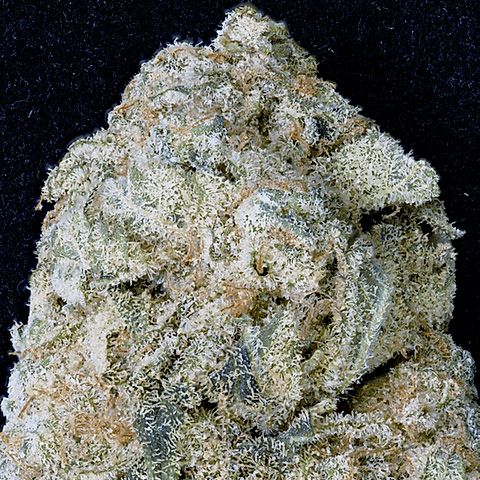 Dope Breeders - DON AVALANCHE SEEDS Don OG Kush Image