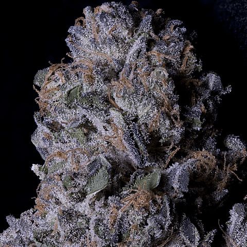 Dope Breeders - DON AVALANCHE SEEDS Don Purple Dick Image