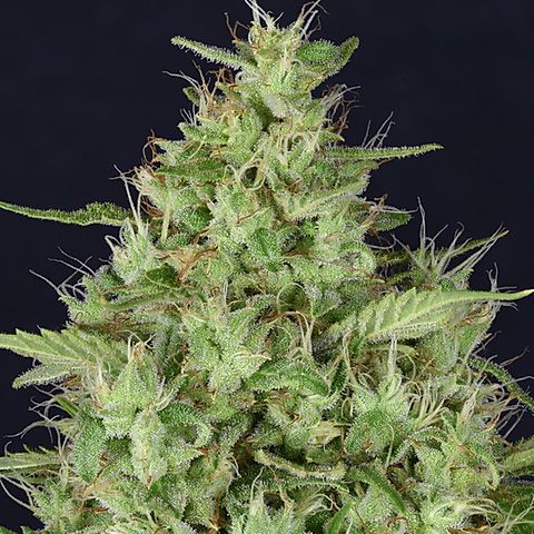 Dope Breeders - DON AVALANCHE SEEDS Don Star Dawg Image