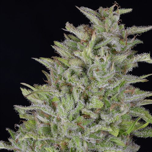 Dope Breeders - DON AVALANCHE SEEDS Don Wedding Cake Image