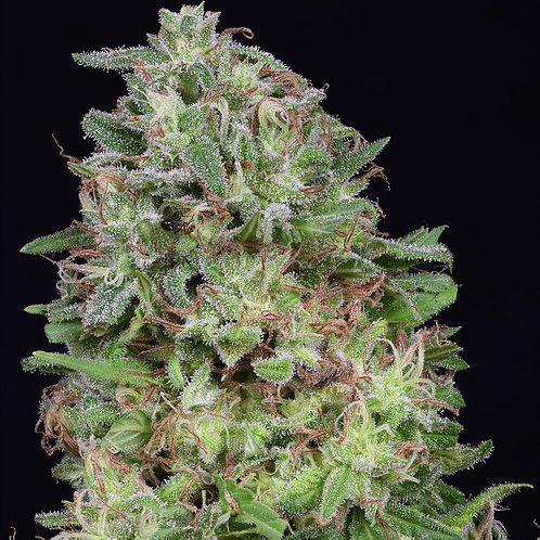 Dope Breeders - DON AVALANCHE SEEDS Don White Widow Image