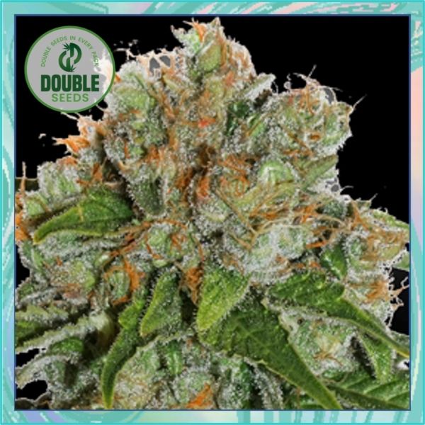 Dope Breeders - DOUBLE SEEDS Amnesia Auto Image