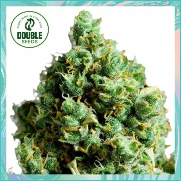 Dope Breeders - DOUBLE SEEDS Big Bud Auto Image