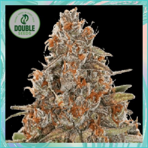 Dope Breeders - DOUBLE SEEDS Blackberry Gum Auto Image