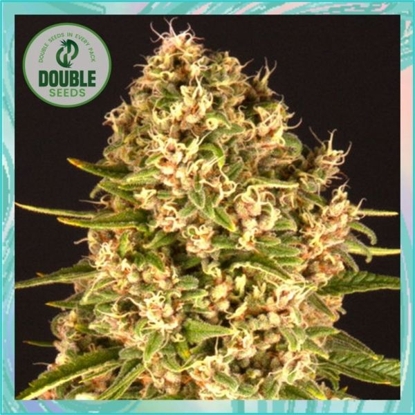 Dope Breeders - DOUBLE SEEDS Blue Cheese Image