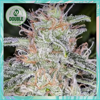 Dope Breeders - DOUBLE SEEDS Blue Dream Auto Image