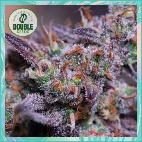 Dope Breeders - DOUBLE SEEDS Blue Kush Image