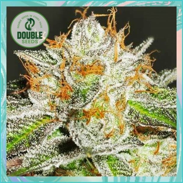 Dope Breeders - DOUBLE SEEDS Bruce Banner Image