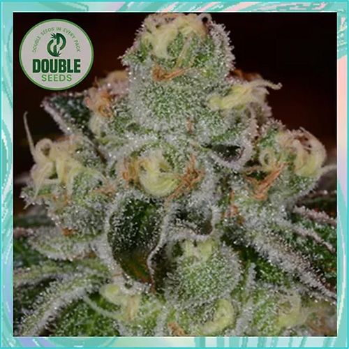 Dope Breeders - DOUBLE SEEDS Girl Scout Cookies Auto Image