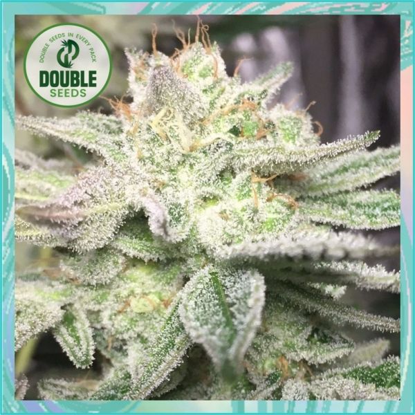 Dope Breeders - DOUBLE SEEDS Gorilla Glue Auto Image