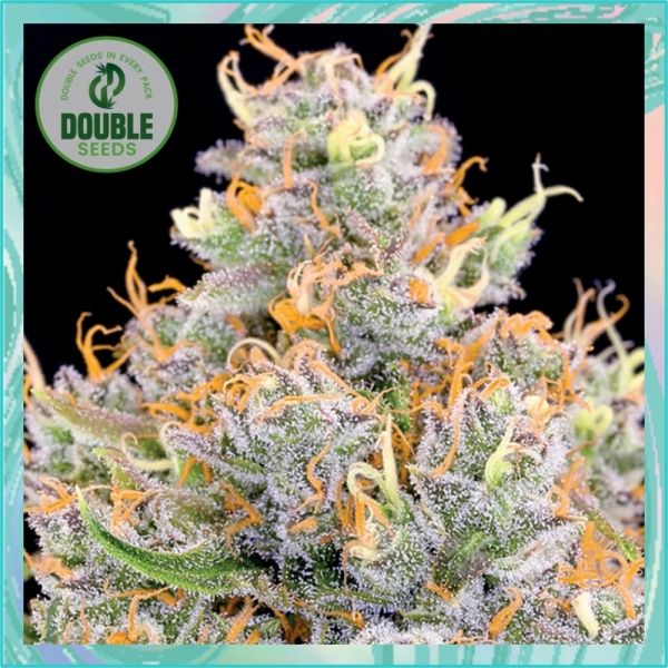 Dope Breeders - DOUBLE SEEDS Gorilla Glue x Starfighter Image