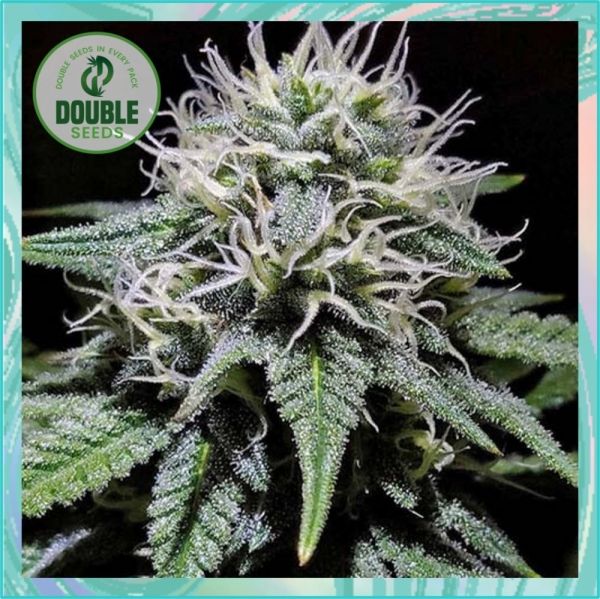 Dope Breeders - DOUBLE SEEDS Gorilla Zkittlez Image