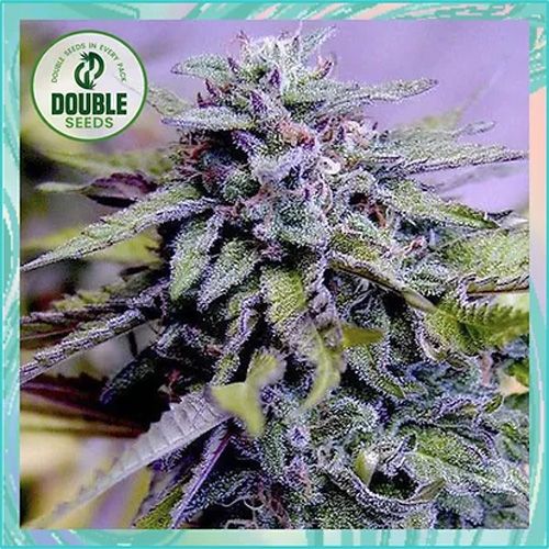 Dope Breeders - DOUBLE SEEDS Grandaddy Purple Image