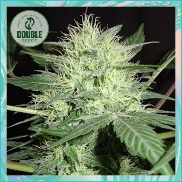 Dope Breeders - DOUBLE SEEDS Northern Lights Auto Image