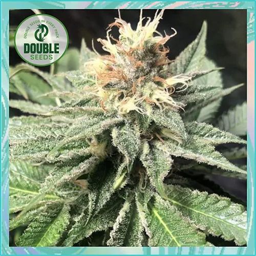 Dope Breeders - DOUBLE SEEDS Quick Bud Image