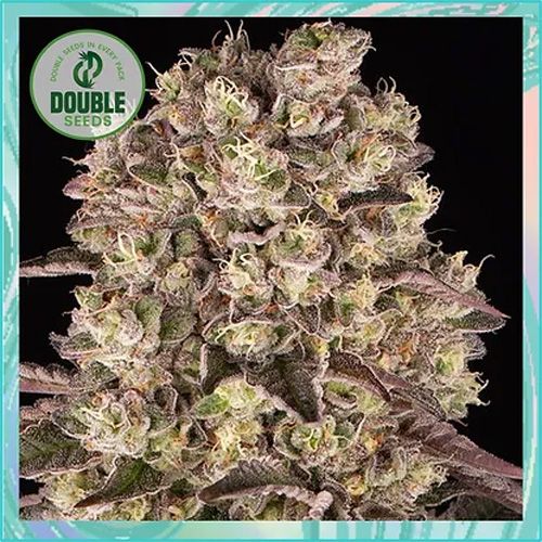 Dope Breeders - DOUBLE SEEDS Runtz Image