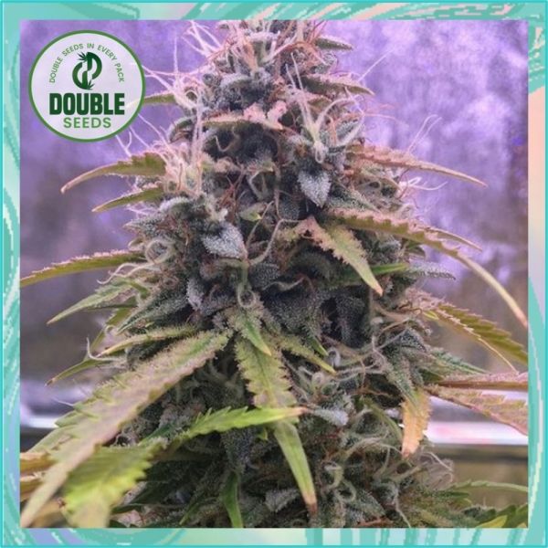 Dope Breeders - DOUBLE SEEDS Stardawg Auto Image