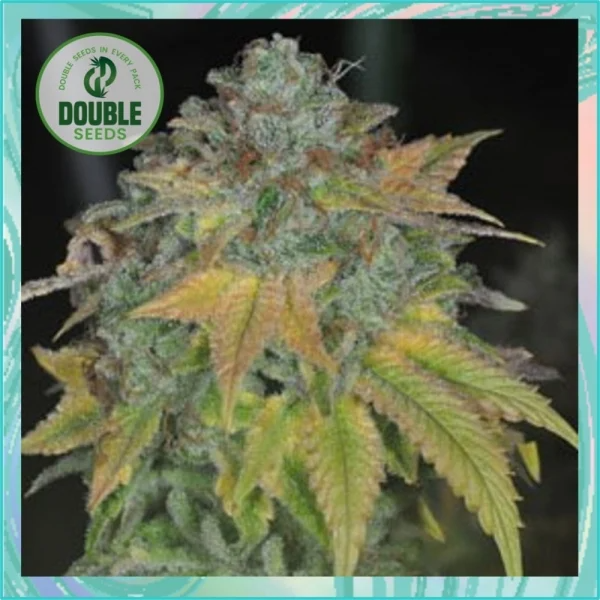 Dope Breeders - DOUBLE SEEDS Stardawg Image