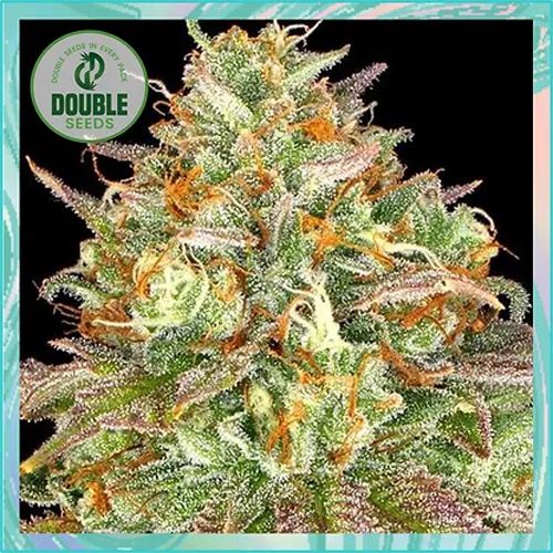 Dope Breeders - DOUBLE SEEDS Wedding Cake Image